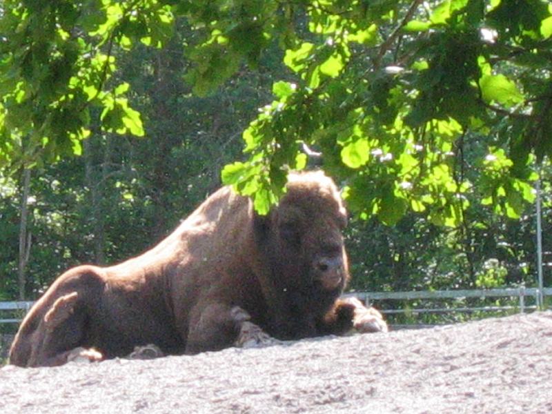 IMG_4620.JPG